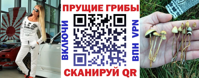 Купить  Усть-Джегута  Псилоцибиновые грибы Cubensis 